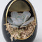 Plant in a Box - Echeveria in decoratief ei - set van 2 - hoogte 12 cm - Zwart, Goud