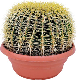 Plant in a Box - Echinocactus grusonii - Schoonmoedersstoel - Cactus - Bolcactus - Pot 25cm - Hoogte 25–35cm
