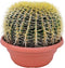 Plant in a Box - Echinocactus grusonii - Schoonmoedersstoel - Cactus - Bolcactus - Pot 25cm - Hoogte 25–35cm