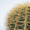 Plant in a Box - Echinocactus grusonii - Schoonmoedersstoel - Cactus - Bolcactus - Pot 25cm - Hoogte 25–35cm