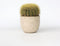 Plant in a Box - Echinocactus grusonii - Schoonmoedersstoel - Cactus - Bolcactus - Pot 25cm - Hoogte 25–35cm