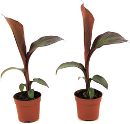 Plant in a Box - Ensete ventricosum Maurelli - Set van 2 - Tropische Musa bananenplanten - Pot 9cm - Hoogte 20-30cm