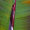 Plant in a Box - Ensete ventricosum Maurelli - Set van 2 - Tropische Musa bananenplanten - Pot 9cm - Hoogte 20-30cm