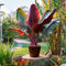 Plant in a Box - Ensete ventricosum Maurelli - Set van 2 - Tropische Musa bananenplanten - Pot 9cm - Hoogte 20-30cm