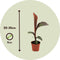 Plant in a Box - Ensete ventricosum Maurelli - Set van 2 - Tropische Musa bananenplanten - Pot 9cm - Hoogte 20-30cm