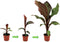 Plant in a Box - Ensete ventricosum Maurelli - Set van 2 - Tropische Musa bananenplanten - Pot 9cm - Hoogte 20-30cm