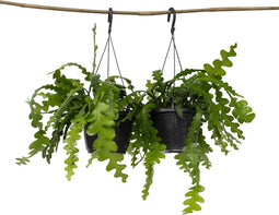 Plant in a Box - Epiphyllum Anguliger - Set van 2 - Zaagcactus - Succulent hangplant - Bloeiende Cactus - Pot 15cm - Hoogte 30-40cm
