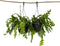 Plant in a Box - Epiphyllum Anguliger - Set van 2 - Zaagcactus - Succulent hangplant - Bloeiende Cactus - Pot 15cm - Hoogte 30-40cm