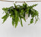 Plant in a Box - Epiphyllum Anguliger - Set van 2 - Zaagcactus - Succulent hangplant - Bloeiende Cactus - Pot 15cm - Hoogte 30-40cm