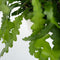 Plant in a Box - Epiphyllum Anguliger - Set van 2 - Zaagcactus - Succulent hangplant - Bloeiende Cactus - Pot 15cm - Hoogte 30-40cm