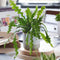 Plant in a Box - Epiphyllum Anguliger - Set van 2 - Zaagcactus - Succulent hangplant - Bloeiende Cactus - Pot 15cm - Hoogte 30-40cm