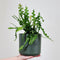 Plant in a Box - Epiphyllum Anguliger - Set van 2 - Zaagcactus - Succulent hangplant - Bloeiende Cactus - Pot 15cm - Hoogte 30-40cm