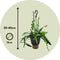 Plant in a Box - Epiphyllum Anguliger - Set van 2 - Zaagcactus - Succulent hangplant - Bloeiende Cactus - Pot 15cm - Hoogte 30-40cm