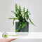 Plant in a Box - Epiphyllum Anguliger - Zaagcactus - Succulent hangplant - Bloeiende Cactus - Pot 15cm - Hoogte 30-40cm