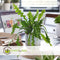 Plant in a Box - Epiphyllum Anguliger - Zaagcactus - Succulent hangplant - Bloeiende Cactus - Pot 15cm - Hoogte 30-40cm