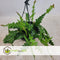 Plant in a Box - Epiphyllum Anguliger - Zaagcactus - Succulent hangplant - Bloeiende Cactus - Pot 15cm - Hoogte 30-40cm