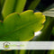 Plant in a Box - Epiphyllum Anguliger - Zaagcactus - Succulent hangplant - Bloeiende Cactus - Pot 15cm - Hoogte 30-40cm