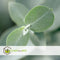 Plant in a Box - Eucalyptus cinerea 'Silver Dollar' - Set van 2 - Winterharde Eucalyptus - Pot 19cm - Hoogte 100-110cm