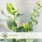 Plant in a Box - Eucalyptus cinerea 'Silver Dollar' - Set van 2 - Winterharde Eucalyptus - Pot 19cm - Hoogte 100-110cm