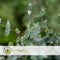 Plant in a Box - Eucalyptus cinerea 'Silver Dollar' - Set van 2 - Winterharde Eucalyptus - Pot 19cm - Hoogte 100-110cm