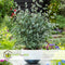 Plant in a Box - Eucalyptus cinerea 'Silver Dollar' - Set van 2 - Winterharde Eucalyptus - Pot 19cm - Hoogte 100-110cm