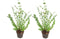 Plant in a Box - Eucalyptus Pulverulenta 'Baby Blue' - Set van 2 - Pot 13cm - Hoogte 25-40cm