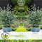Plant in a Box - Eucalyptus Pulverulenta 'Baby Blue' - Set van 2 - Pot 13cm - Hoogte 25-40cm