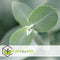 Plant in a Box - Eucalyptus Pulverulenta 'Baby Blue' - Set van 2 - Pot 13cm - Hoogte 25-40cm