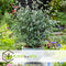 Plant in a Box - Eucalyptus Pulverulenta 'Baby Blue' - Set van 2 - Pot 13cm - Hoogte 25-40cm