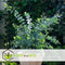 Plant in a Box - Eucalyptus Pulverulenta 'Baby Blue' - Set van 2 - Pot 13cm - Hoogte 25-40cm