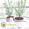 Plant in a Box - Eucalyptus Pulverulenta 'Baby Blue' - Set van 2 - Pot 13cm - Hoogte 25-40cm