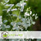 Plant in a Box - Eucalyptus Pulverulenta 'Baby Blue' - Set van 2 - Pot 13cm - Hoogte 25-40cm