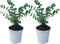 Plant in a Box - Eucalyptus Pulverulenta 'Baby Blue' - Set van 2 - Pot 13cm - Hoogte 25-40cm