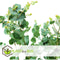 Plant in a Box - Eucalyptus Pulverulenta 'Baby Blue' - Set van 2 - Pot 13cm - Hoogte 25-40cm