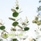 Plant in a Box - Eucalyptus Pulverulenta 'Baby Blue' - Set van 2 - Pot 13cm - Hoogte 25-40cm