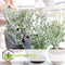 Plant in a Box - Eucalyptus Pulverulenta 'Baby Blue' - Set van 2 - Pot 13cm - Hoogte 25-40cm