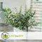 Plant in a Box - Eucalyptus Pulverulenta 'Baby Blue' - Set van 2 - Pot 13cm - Hoogte 25-40cm