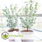 Plant in a Box - Eucalyptus Pulverulenta 'Baby Blue' - Set van 2 - Pot 13cm - Hoogte 25-40cm