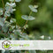 Plant in a Box - Eucalyptus Pulverulenta 'Baby Blue' - Set van 2 - Pot 13cm - Hoogte 25-40cm
