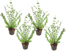 Plant in a Box - Eucalyptus Pulverulenta 'Baby Blue' - Set van 4 - Pot 13cm - Hoogte 25-40cm
