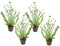 Plant in a Box - Eucalyptus Pulverulenta 'Baby Blue' - Set van 4 - Pot 13cm - Hoogte 25-40cm
