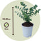 Plant in a Box - Eucalyptus Pulverulenta 'Baby Blue' - Set van 4 - Pot 13cm - Hoogte 25-40cm