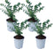Plant in a Box - Eucalyptus Pulverulenta 'Baby Blue' - Set van 4 - Pot 13cm - Hoogte 25-40cm