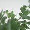 Plant in a Box - Eucalyptus Pulverulenta 'Baby Blue' - Set van 4 - Pot 13cm - Hoogte 25-40cm