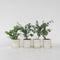 Plant in a Box - Eucalyptus Pulverulenta 'Baby Blue' - Set van 4 - Pot 13cm - Hoogte 25-40cm