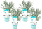 Plant in a Box - Eucalyptus Pulverulenta 'Baby Blue' - Set van 4 - Pot 13cm - Hoogte 25-40cm