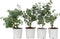 Plant in a Box - Eucalyptus Pulverulenta 'Baby Blue' - Set van 4 - Pot 13cm - Hoogte 25-40cm