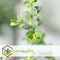 Plant in a Box - Eucalyptus Pulverulenta 'Baby Blue' - Set van 4 - Pot 13cm - Hoogte 25-40cm