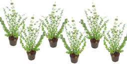 Plant in a Box - Eucalyptus Pulverulenta 'Baby Blue' - Set van 6 - Pot 13cm - Hoogte 25-40cm
