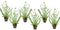 Plant in a Box - Eucalyptus Pulverulenta 'Baby Blue' - Set van 6 - Pot 13cm - Hoogte 25-40cm